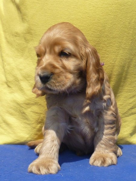 16. Grey pod Ořechem-fialová.JPG